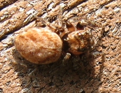 Evarcha hoyi