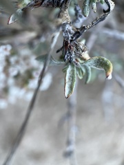 Eriogonum microtheca