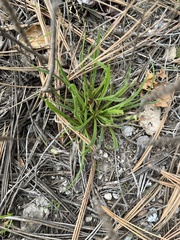 Plantago maritima