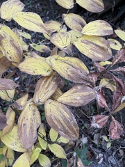 Uvularia grandiflora