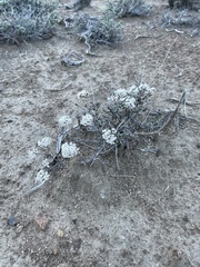 Eriogonum microtheca