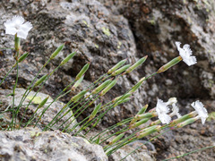 Dianthus arrostii