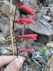 Penstemon eatonii