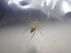 Oxyopes sertatus