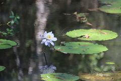 Nymphaea immutabilis