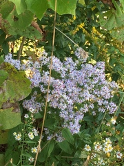 Symphyotrichum cordifolium