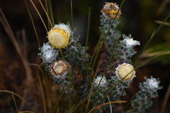 Lasiocephalus ovatus