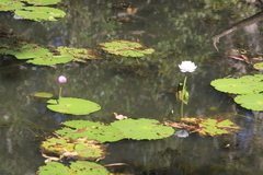 Nymphaea immutabilis