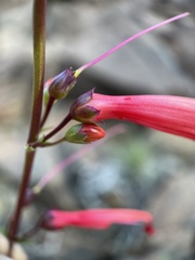 Penstemon eatonii