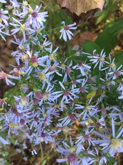 Symphyotrichum cordifolium