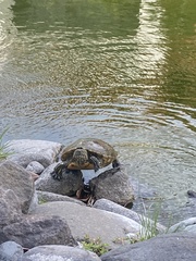 Trachemys callirostris