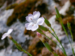 Dianthus arrostii