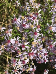 Symphyotrichum cordifolium