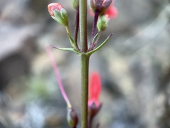 Penstemon eatonii