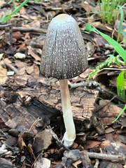 Coprinus spadiceisporus