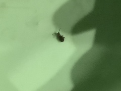 Pseudoedophrys hilleri