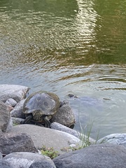 Trachemys callirostris