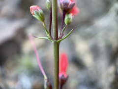 Penstemon eatonii