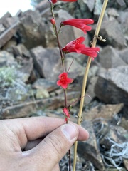 Penstemon eatonii