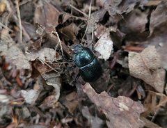 Geotrupes balyi