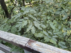 Fraxinus chinensis