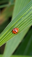 Propylea luteopustulata