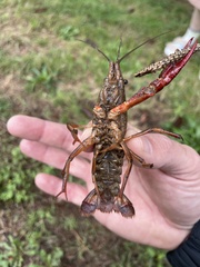 Procambarus
