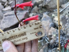 Penstemon eatonii