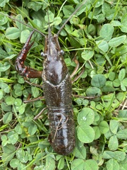 Procambarus