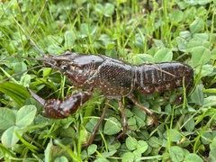 Procambarus