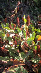 Anemopsis californica