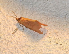 Virbia aurantiaca