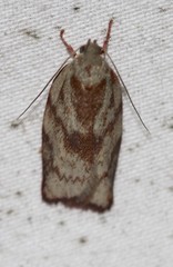 Euchaetis crypsichroa