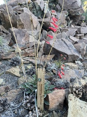 Penstemon eatonii