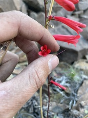 Penstemon eatonii