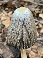 Coprinus spadiceisporus