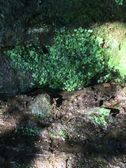 Rhizomnium punctatum