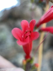 Penstemon eatonii