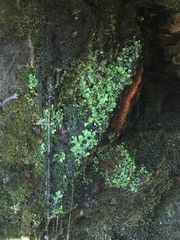 Rhizomnium punctatum