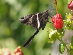Chioides albofasciatus