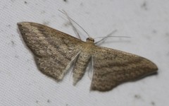 Scopula oppilata
