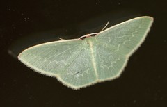 Chlorocoma melocrossa