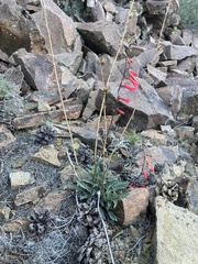 Penstemon eatonii