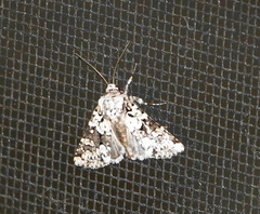 Lacinipolia strigicollis