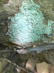 Lecanora strobilina
