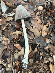 Coprinus spadiceisporus