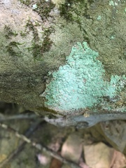 Lecanora strobilina