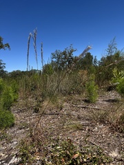 Andropogon floridanus