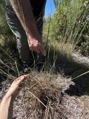 Andropogon gyrans