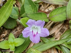 Ruellia repens